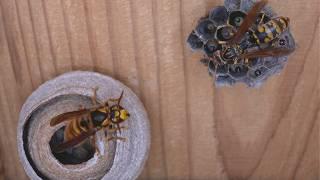 Duel Between Queens Paper Wasp vs. Yellow Hornet