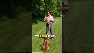 Easy Drill To Work On With Your Dog - Hand Signals