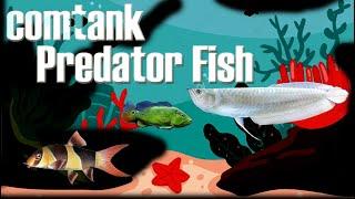 Comtank ikan predator  Arwana Silver  pibass  botia  tank kecil 40 x 40 cm