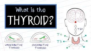 What is Thyroid Disease? HealthSketch