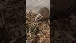 ஆபத்தான பாம்பு  Gaboon Viper Snake Eating Facts  Tamil Info Share #shorts