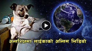 के भएको थियो अन्तरिक्षमा लाईका लाई  Laika The Space Dog  Bishwo Ghatana