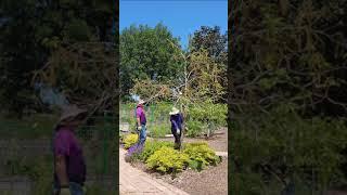 Topping and Shaping Our Tabebuia Tree... Hard #short