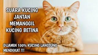 SUARA KUCING JANTAN MEMANGGIL BETINA