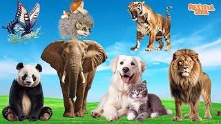 Food for animals Panda Elephant Dog Cat Lion Butterfly Hedgehog Tiger.