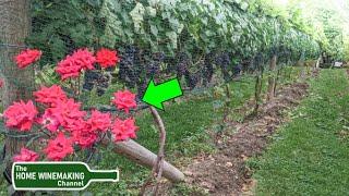 Why are Roses Grown in Vineyards?