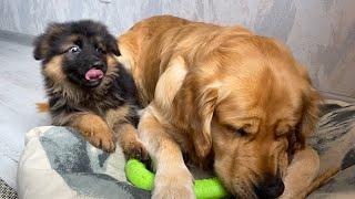 Sneaky German Shepherd Puppy Steal Treats Right Under Golden Retrievers Nose