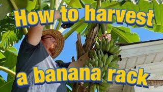 How to Harvest a Banana Rack  Harvesting Bananas  Cutting Down a Banana Rack