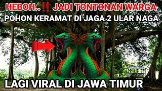 Gempar..‼️Ular Naga Penjaga Pohon Lagi Viral Di Jawa Timur