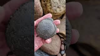 Ammonite Fossil Nodule washed up amongst the Rocks 🪨 #shorts #fossilhunting #fossils #beach #sea