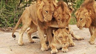 3 Male Lions Go For 1 Lioness