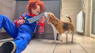 I SURPRISED MY DOG WITH A CHUCKY COSTUME