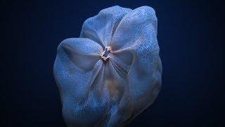 Shapeshifting Deepstaria Jelly  Nautilus Live