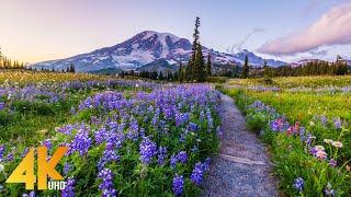 Incredible Wildflowers of Mount Rainier - 4K Virtual Hike - Reflection Lakes Trail on a Sunny Day