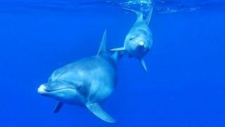 Georges Delerue - The Day of the Dolphin 【HD】