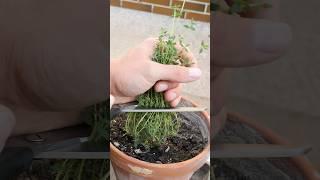 Growing Summer Thyme from Seed to regular Harvest - in containers