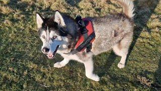 Old Husky Shows Us That Hes Still Got It