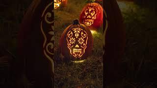 180 Pumpkins in 9 Seconds  #photography #pumpkin #stopmotion