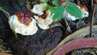 Foraging Wild Reishi Ganoderma lucidum