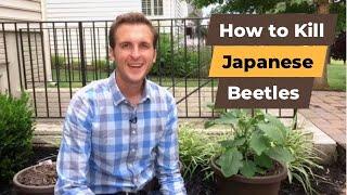 How to Kill Japanese Beetles Organic Japanese Beetle Control