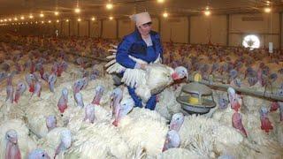 Amazing Million Dollar Turkeys Farming Technology - Modern Turkey Slaughtering & Processing Factory