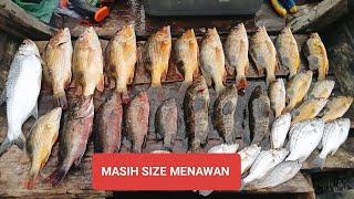 MASIH DI SPOT YANG SAMA SPOT MUARA BELAWAN PINGGIRAN TAPI JOS  mancing Belawan umpan udang hidup