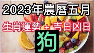 【古柏論命每月運勢 + 吉日凶日】2023年農曆五月陽曆618  717生肖運勢分享 -  狗