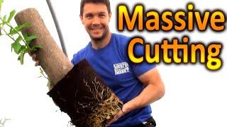 BIGGEST Cutting Weve ever Rooted How to Grow a Fig Tree From a Cutting  Extreme Plant propagation