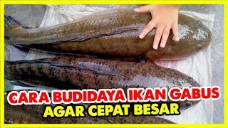 HOW TO CULTIVATE GARBAGE FISH TO GET BIGGER QUICKLY