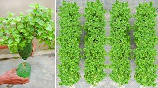 How to grow Mint vegetables without watering gardening with TEO