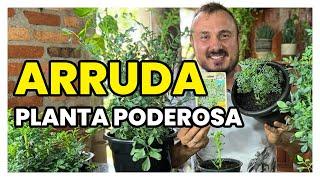 Os segredos para cultivar ARRUDA que ninguém te contou