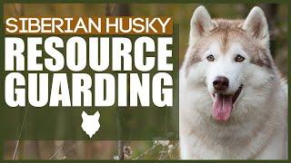 How To Stop Your SIBERIAN HUSKY RESOURCE GUARDING