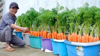 How To Grow Carrots At Home Very Simple Every Season Has Clean Carrots To Eat