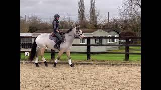 Wispa - 15hh 9yo dun Connemara Mare