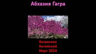 Багрянник Китайский Март 2024