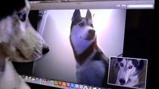 2 Siberian Huskies Skype - Mishka & Laika