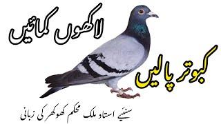 Bussines of Pigeon Selling  Malik Mohkam Khokhar