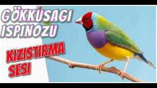 GÖKKUŞAĞI İSPİNOZU KIZIŞTIRMA SESİ