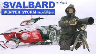 Reindeer in Rough Weather - Wildlife Photography on Svalbard