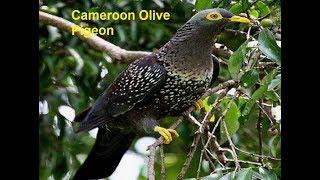 The Most Beautiful Rares Top 48 Pigeons Birds In The World Most Expensive Rarest Pigeons Birds