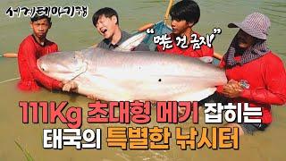 성인 상체만 한 물고기 최소 10kg최대 100kg의 싱싱한 물고기 잡는 손맛으로 즐거운 태국의 특별한 낚시터│태국 여행│ 세계테마기행│#세태깅