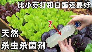 比小苏打白醋还要好的天然杀虫水 土壤消毒护苗 除真菌病害 彻底消灭咬根虫鼻涕虫蚜虫菜长得更壮废物利用 芥末杀虫杀菌剂