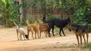 Group Dog Meeting Free in Summer Season  dog meeting  animal lover