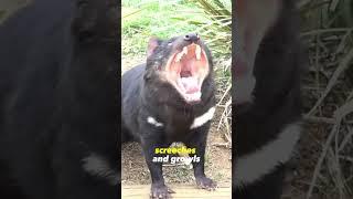 Small But Ferocious Tasmanian Devil