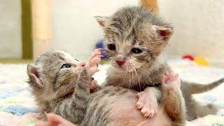 As the kittens fought over milk from the bottle they got as dirty as piglets