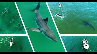 Best Great White Shark Drone Footage of 2021 Narrated