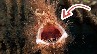 MONSTER FROGFISH