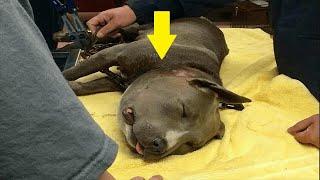 Swollen Pit Bull Found With 6 Lb. Chain Around Her Neck Makes Surprising Recovery