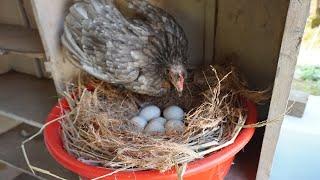 Hen Hatching Eggs in My Cupboard