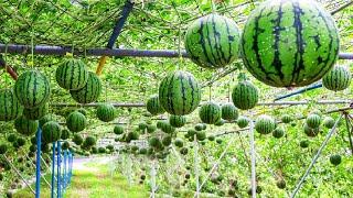 Worlds Most Expensive Watermelon - Japanese Black Watermelon Cultivation - Black Watermelon Farm